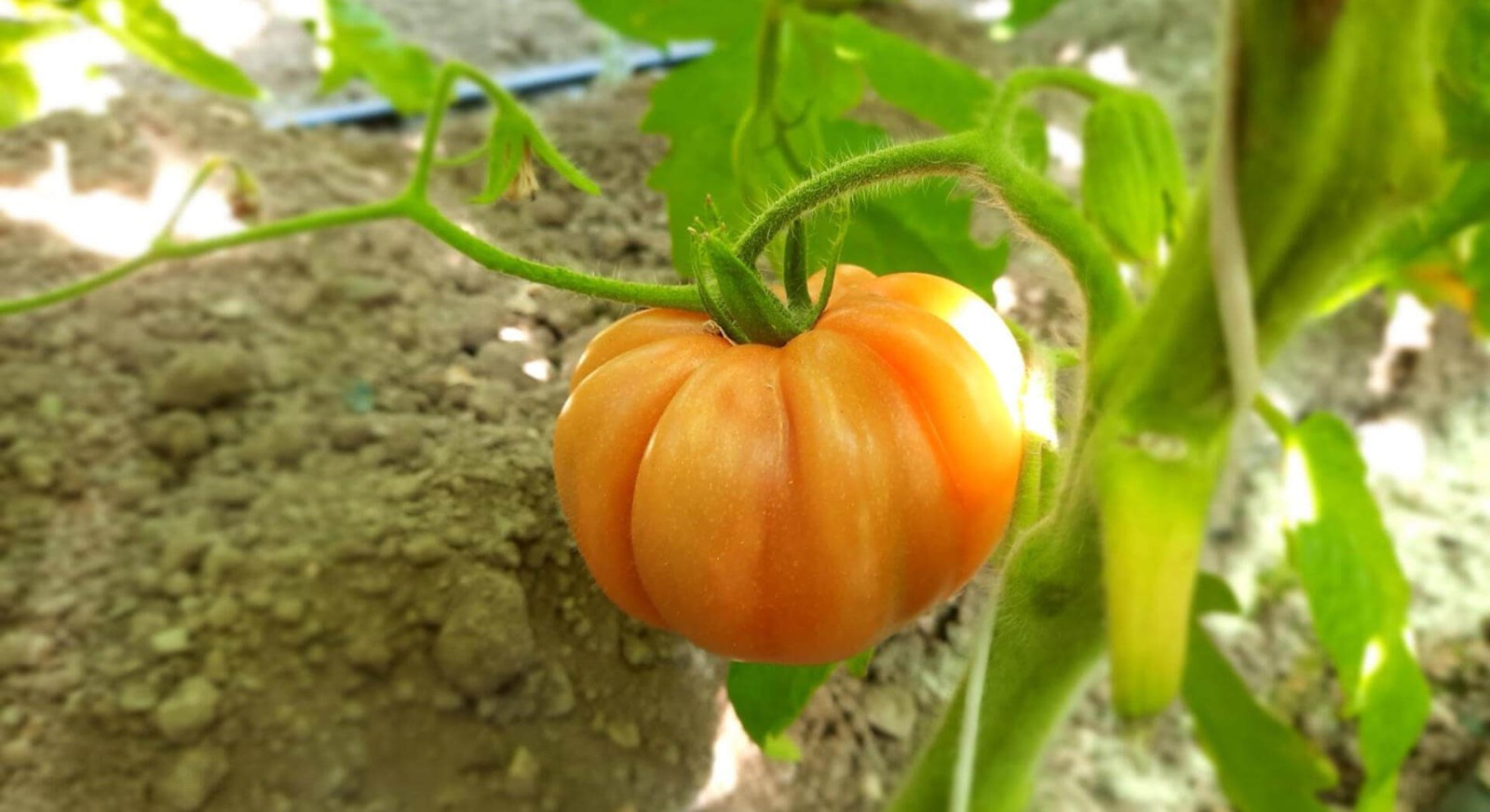 Come coltiviamo i pomodori cuore di bue 