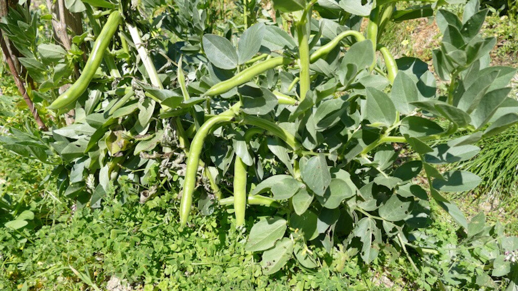 Immagine di una pianta di fave