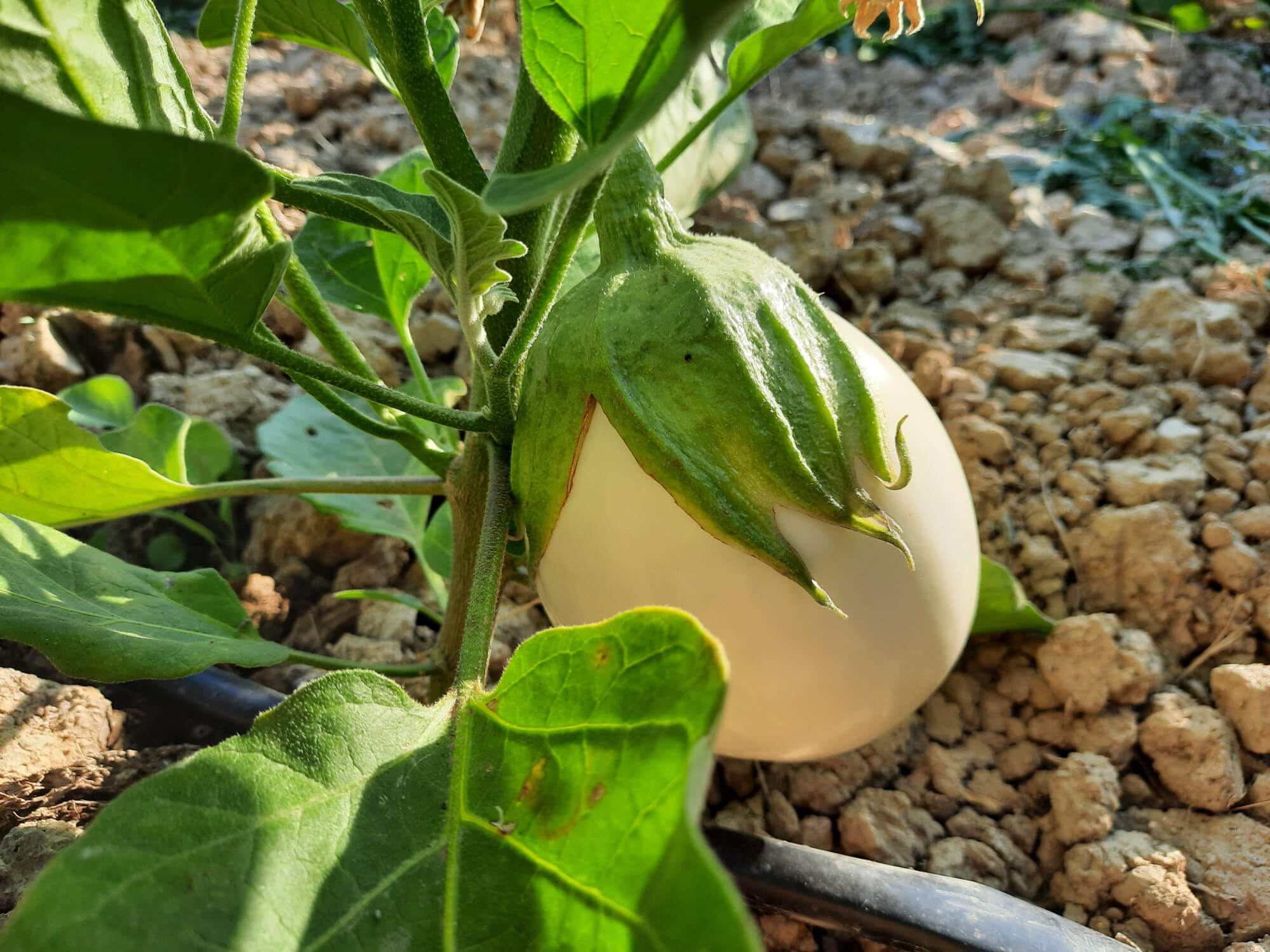 Our white eggplant