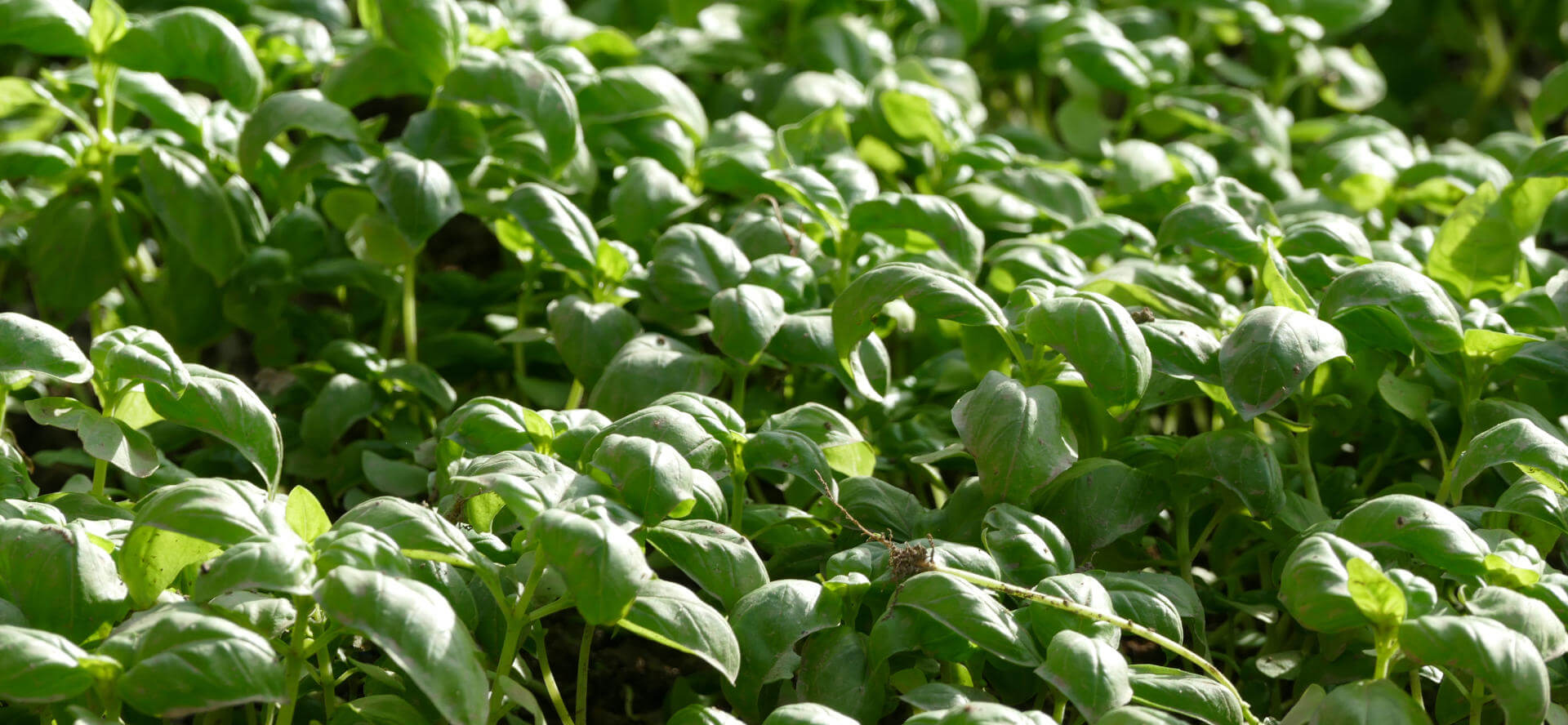 The greenhouse cultivation of our basil