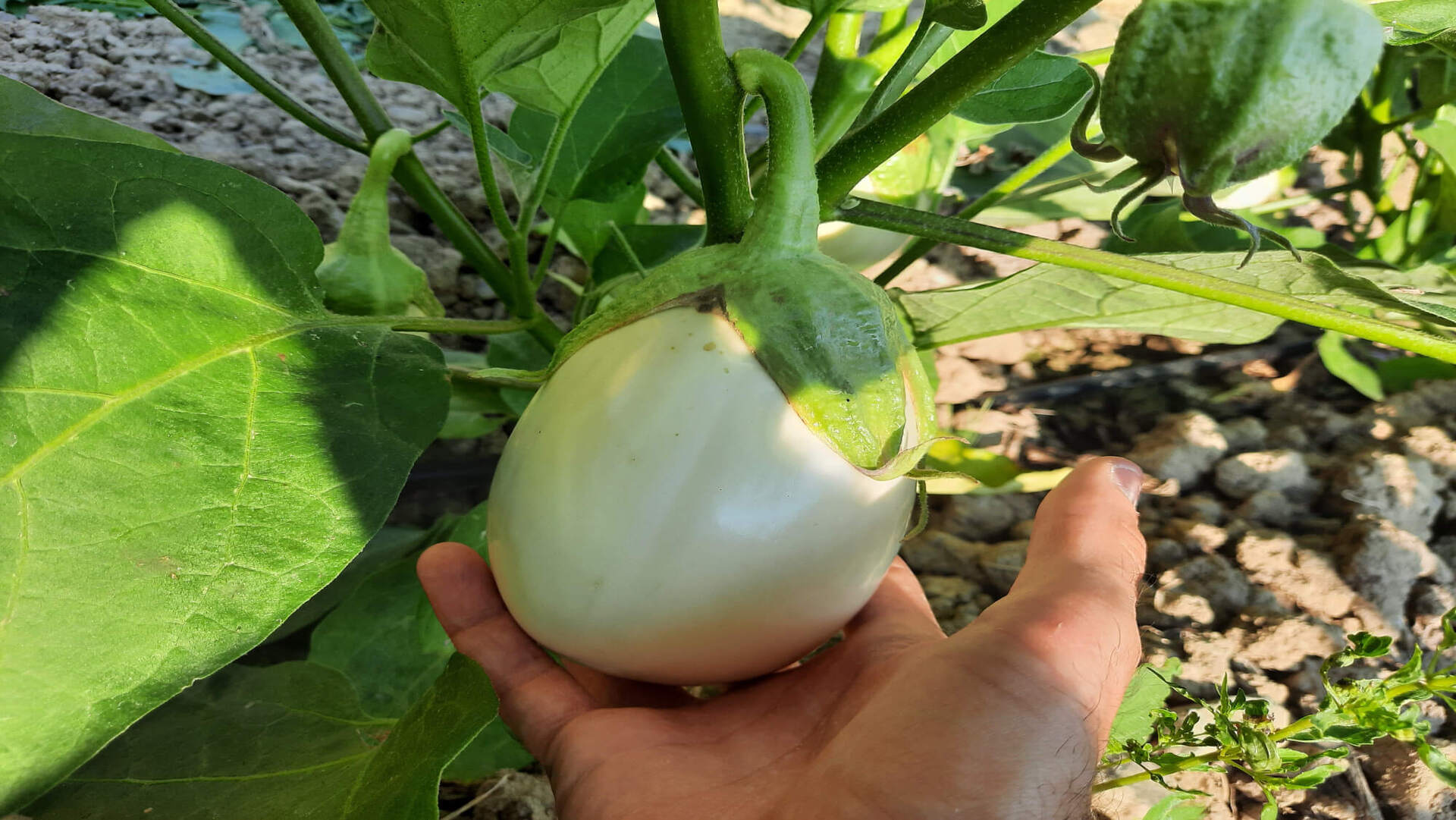 The white aubergine of Agriturismo Le Girandole