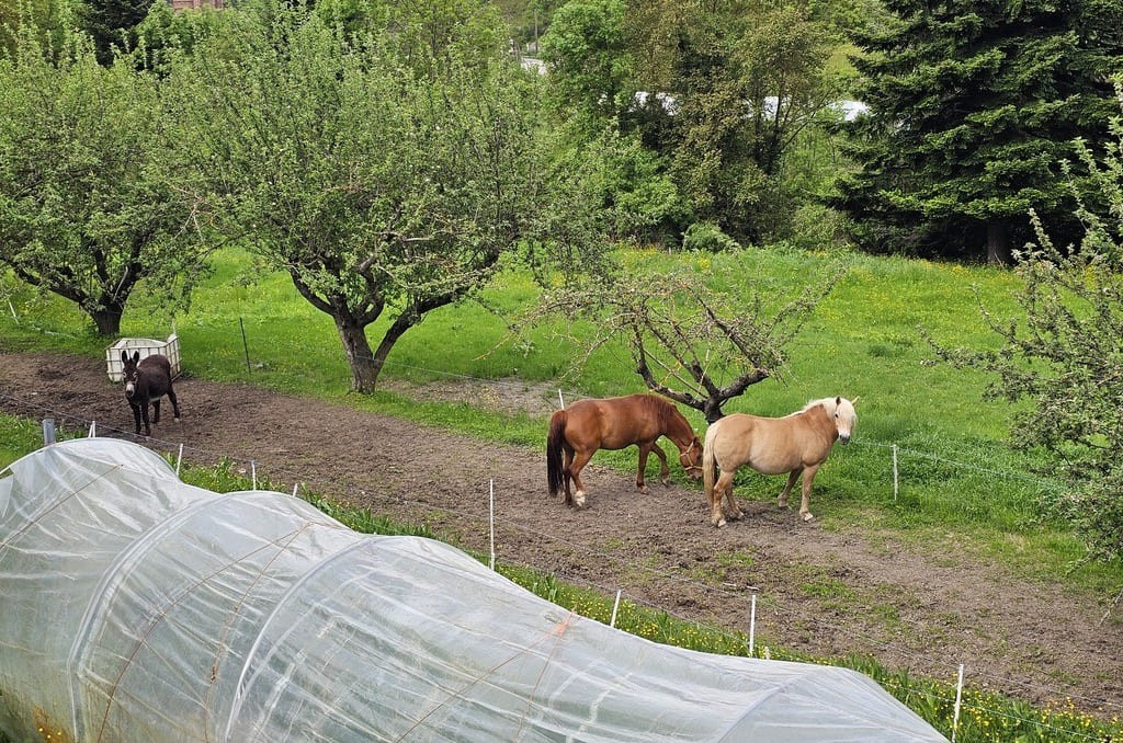 Horses and a donkey grazing along the trail Horses and a donkey grazing along the path to La Brigue
