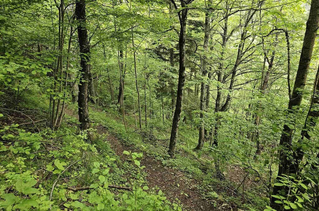 A wooded stretch along the Interpretive Trail A wooded stretch along the Interpretive Trail