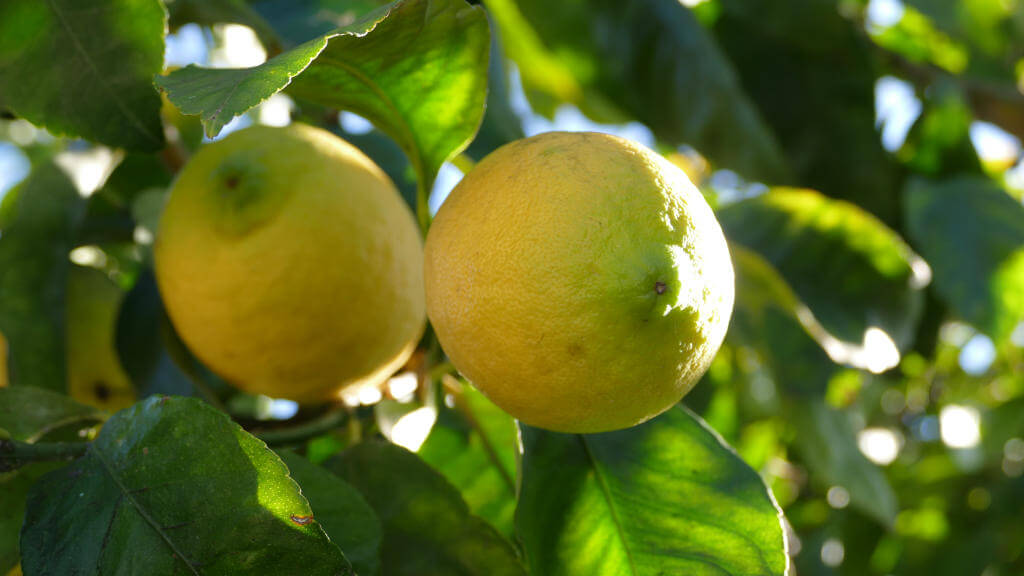 Immagine di limoni e dei dettagli