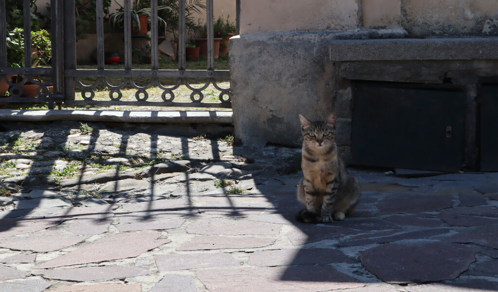A cat in the churchyard of Diano San Pietro