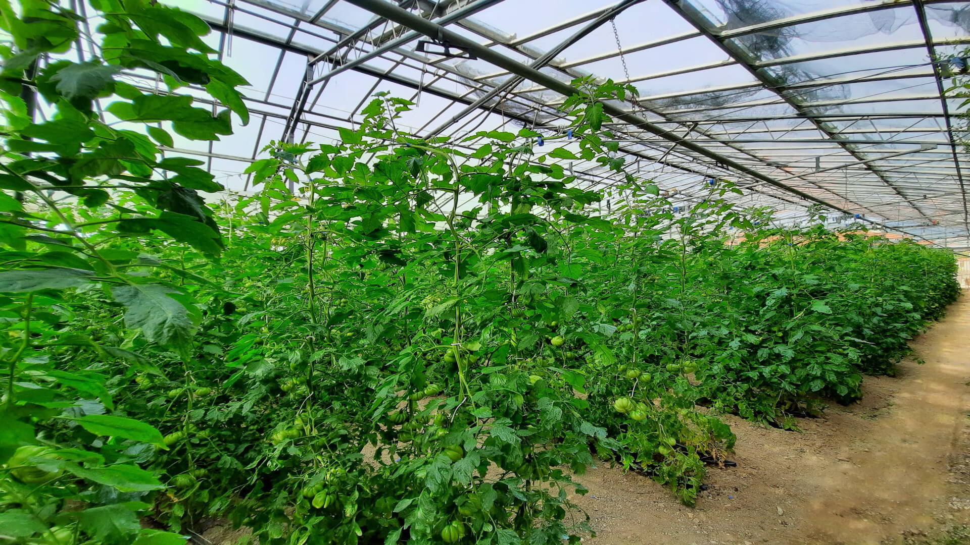 Seasonal Fruits and Vegetables: Calendar & Benefits