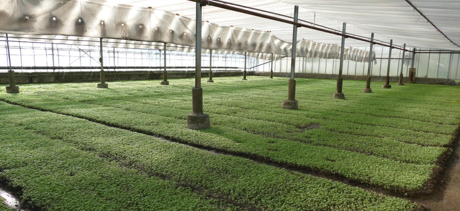 Genoese Basil PDO: a Ligurian excellence