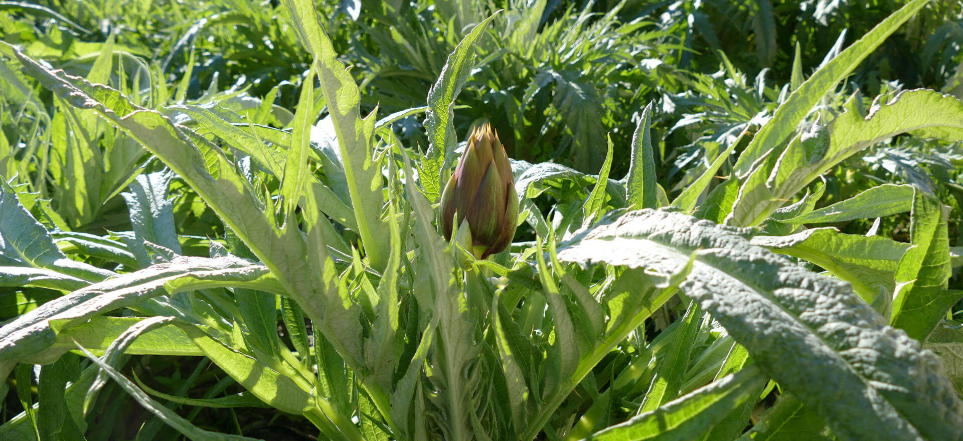 Artichoke cultivation on our farm