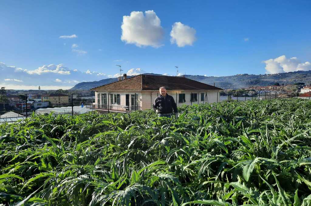 View of our artichoke field in Diano Marina Our beautiful artichoke field in Diano Marina