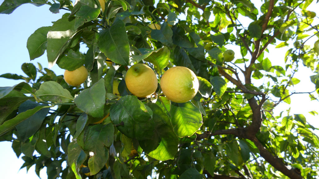 Immagine di un particolare di albero da limoni
