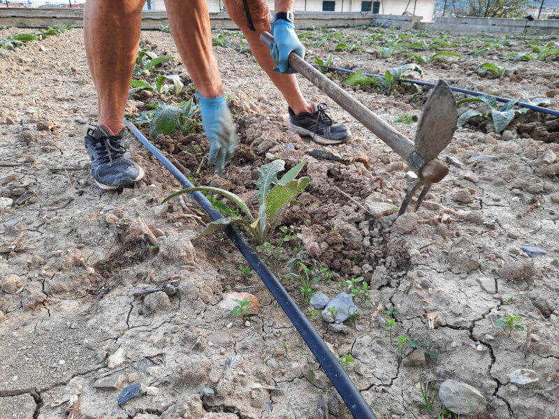 La lavorazione del terreno arido dei carciofi
