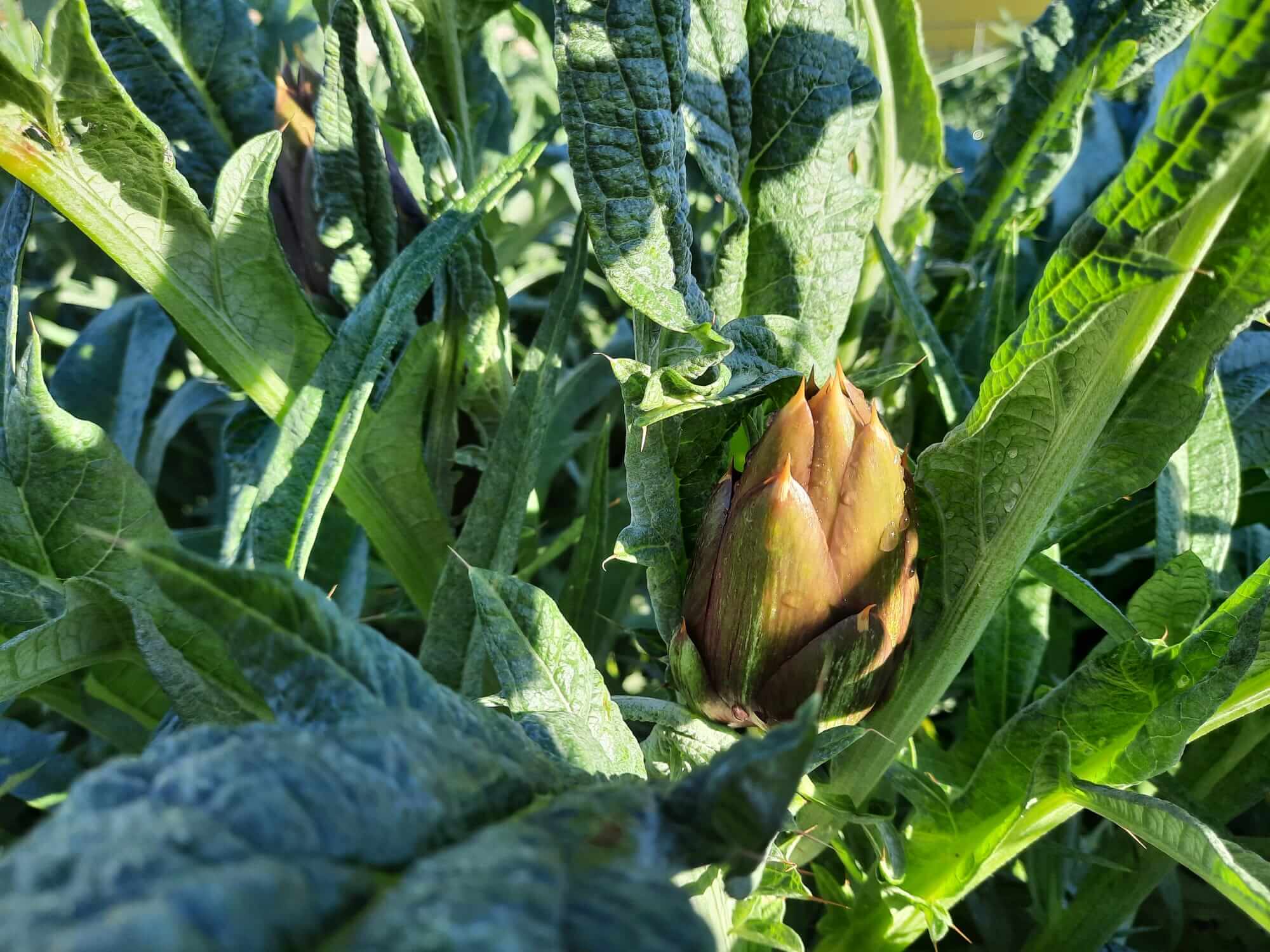 Un carciofo pronto per essere raccolto