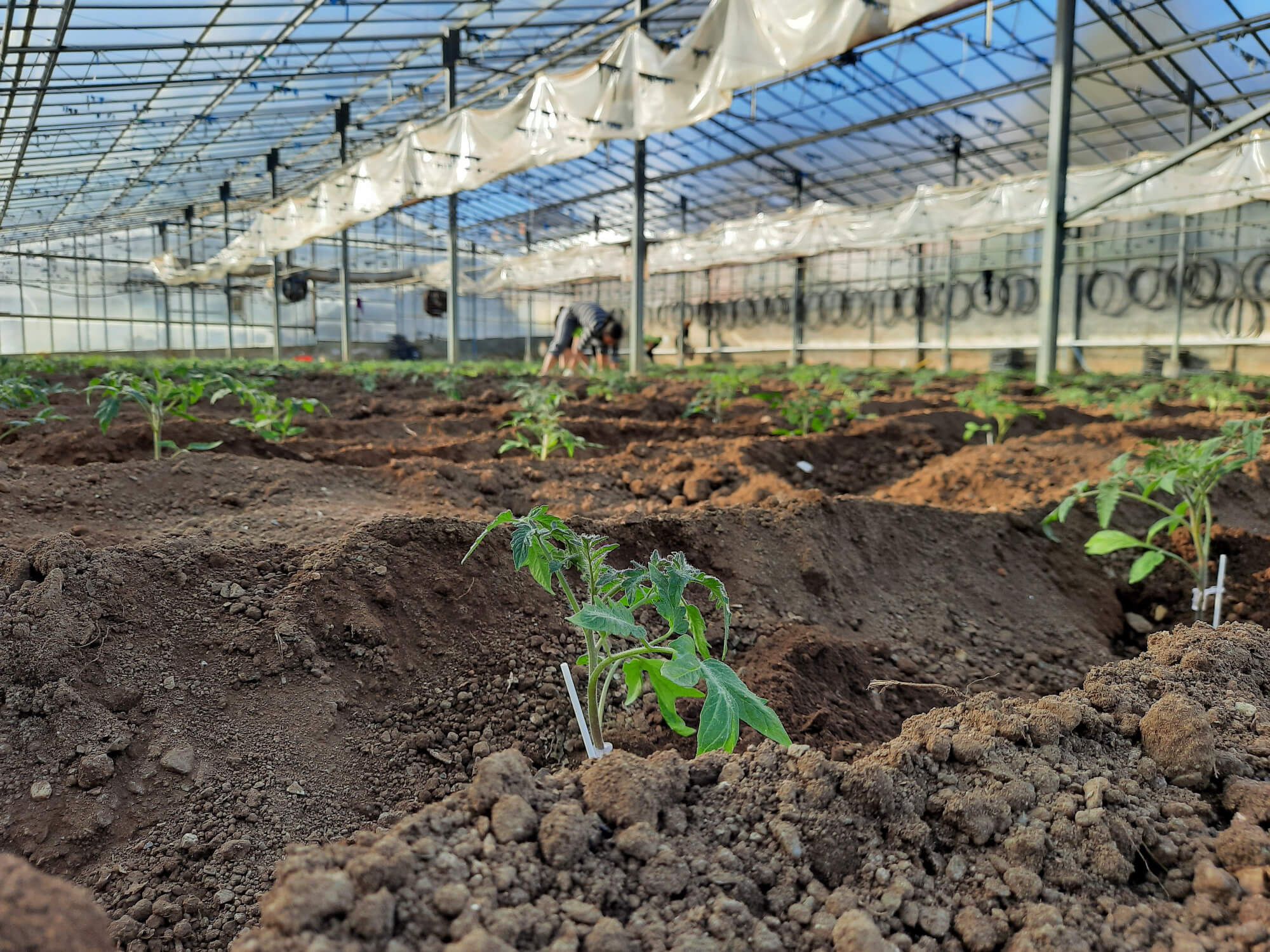 The transplanting of Ox-heart tomatoes in greenhouse