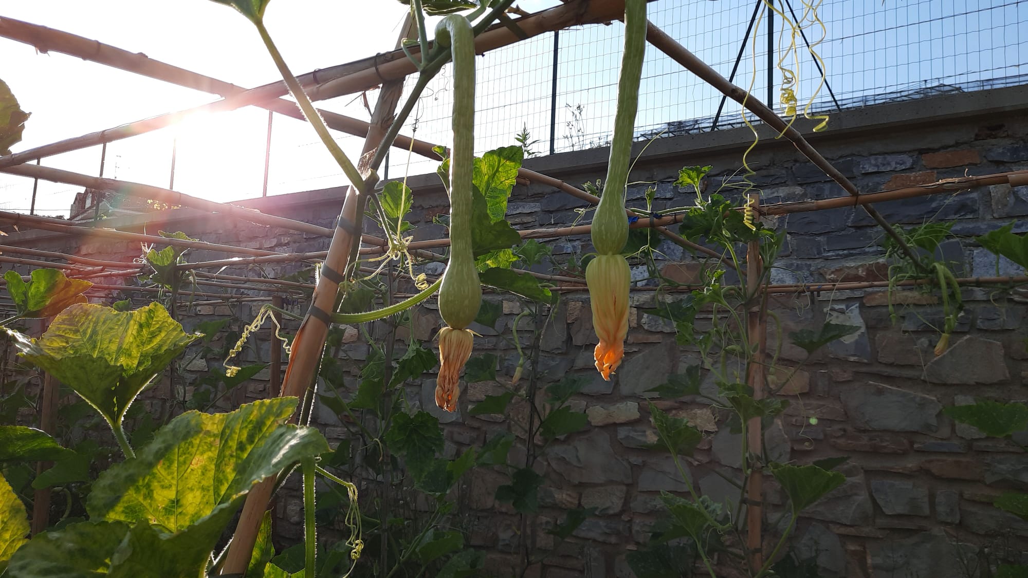  Zucchinis trumpet on the pergola in backlighting 