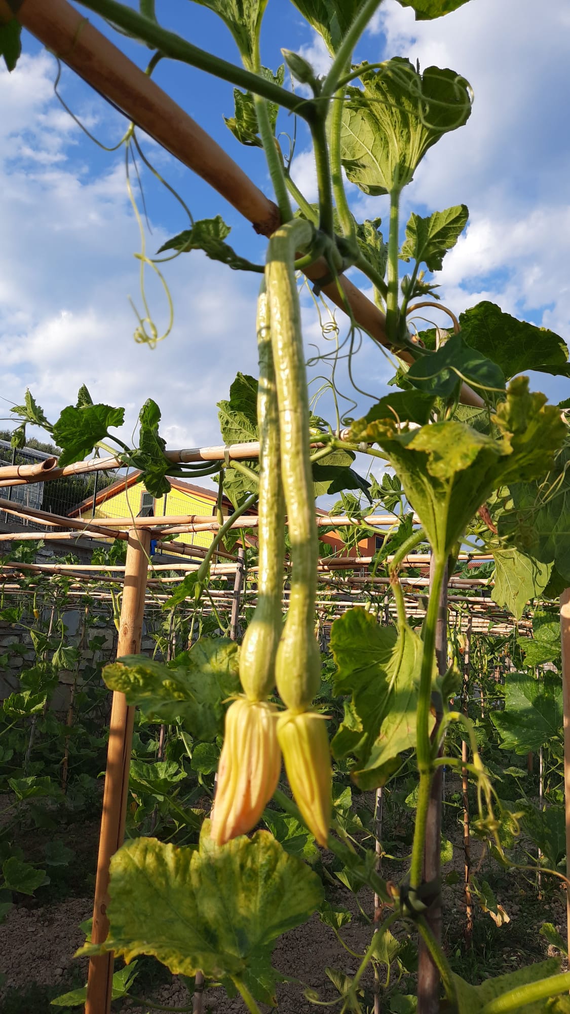  Trumpet Courgettes ready for harvesting 