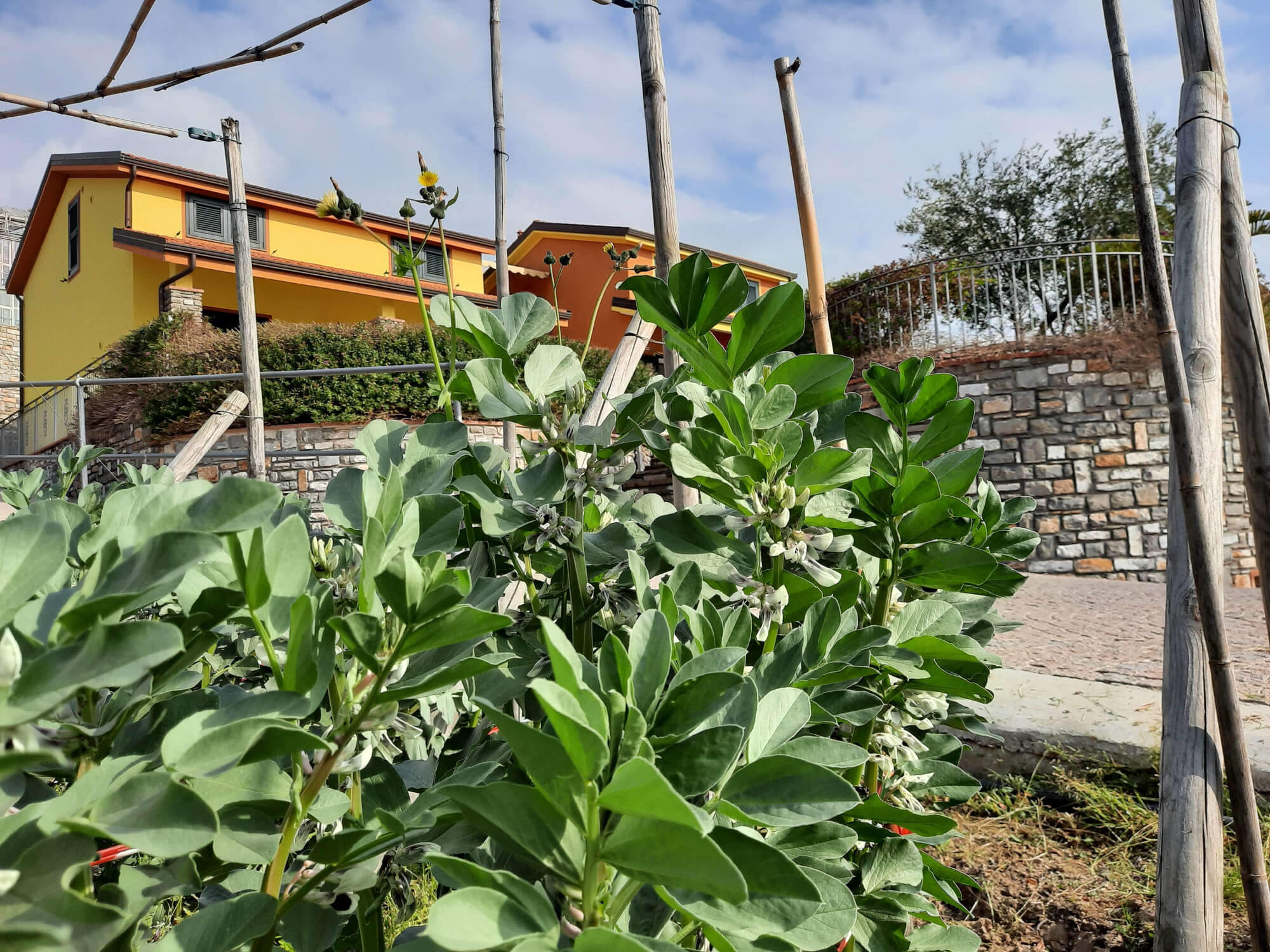 Fresh broad beans soon available 