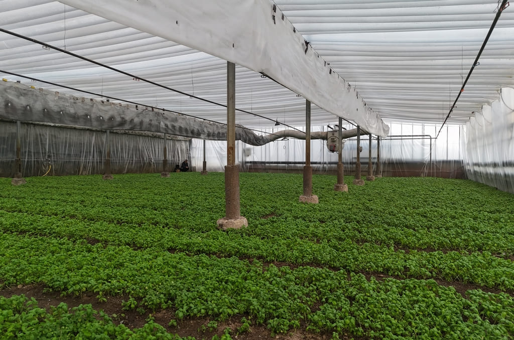 Unser Basilikumgewächshaus